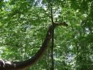 Dinozatorland