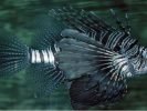 Oceanarium Deep Sea World