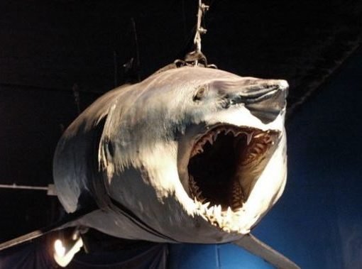 Oceanarium Deep Sea World