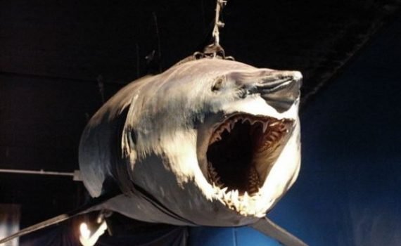 Oceanarium Deep Sea World