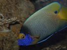 Oceanarium Deep Sea World