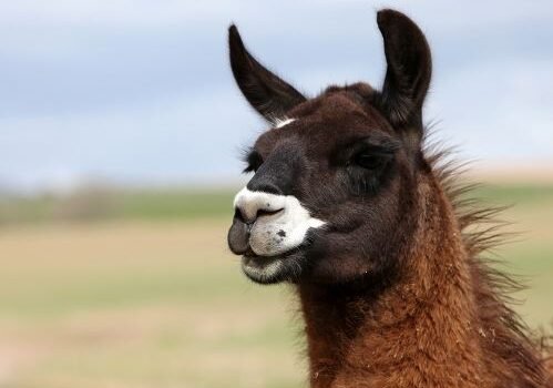 Active Kid Toys and Adventure Park