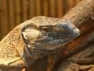 Ogród Zoologiczny