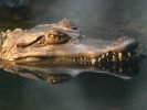 Ogród Zoologiczny