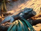 Ogród Zoologiczny