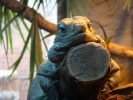 Ogród Zoologiczny