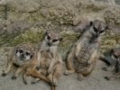 Ogród Zoologiczny