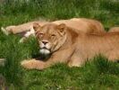 Ogród Zoologiczny