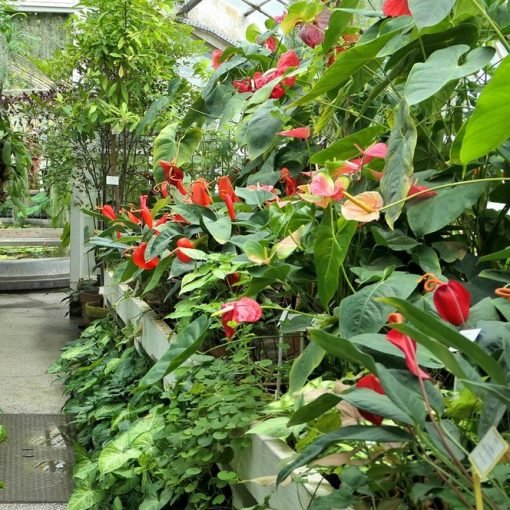 Ogród Botaniczny